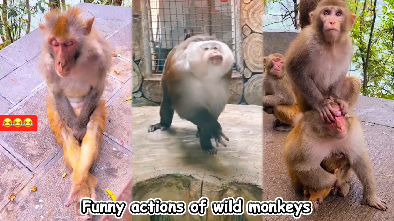 Funny actions of wild monkeys that make you unable to stop laughing