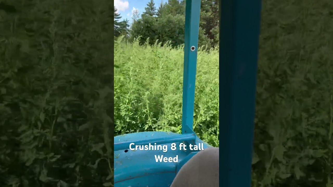 WEED crushing, 8 ft. tall. #shorts #weeding #crushing