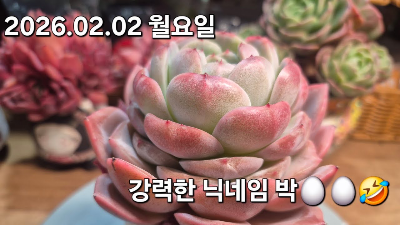 고양 구름다육 라이브 방송