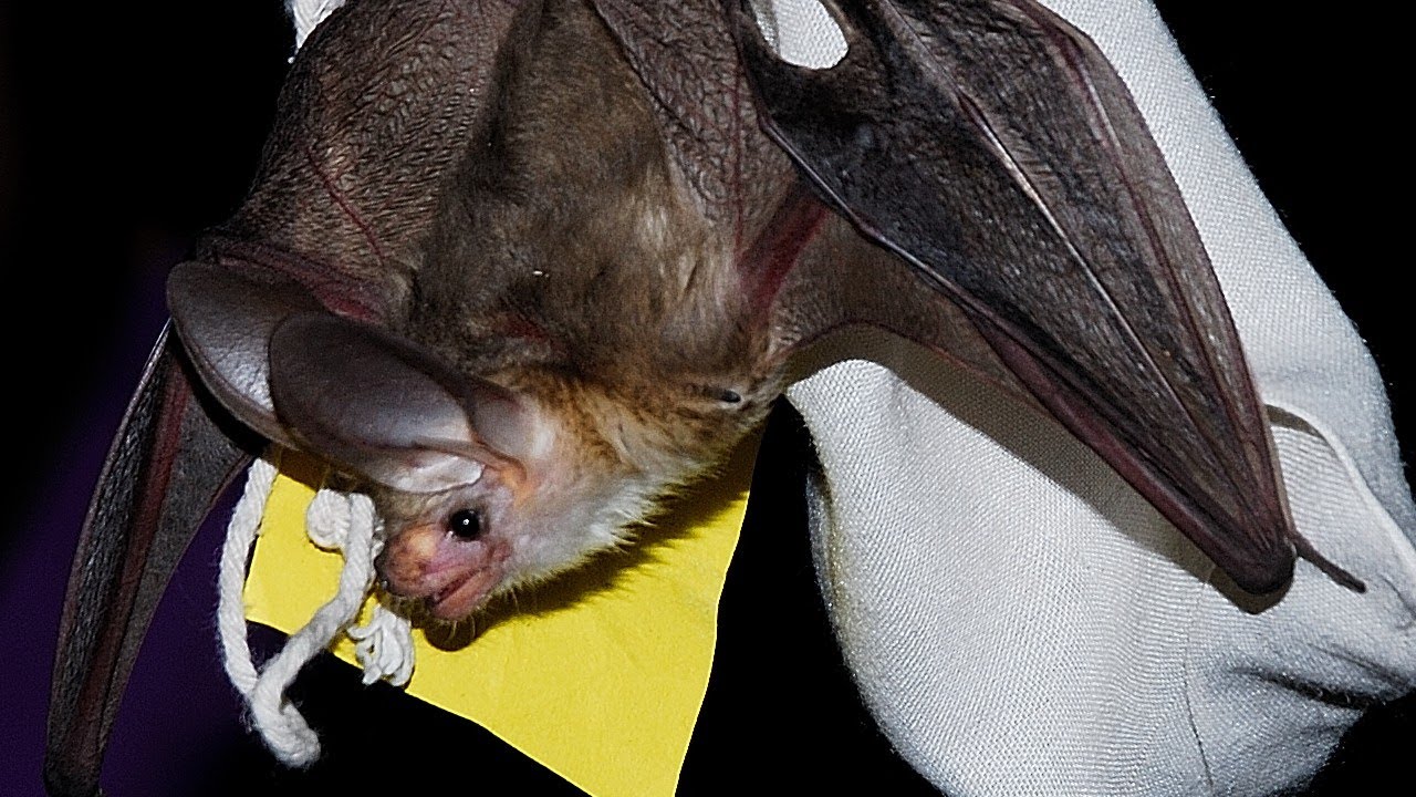 It's Bat Week in Utah!
