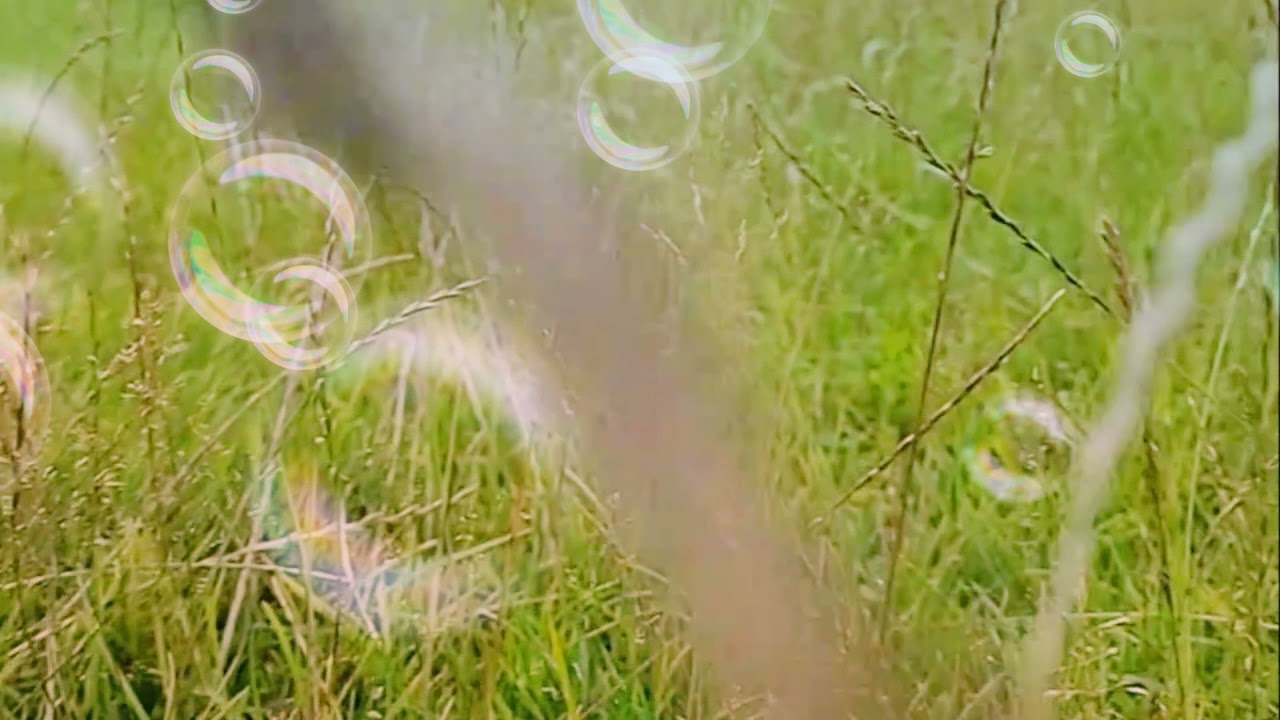 A Walk through Grassland|Relax with nature