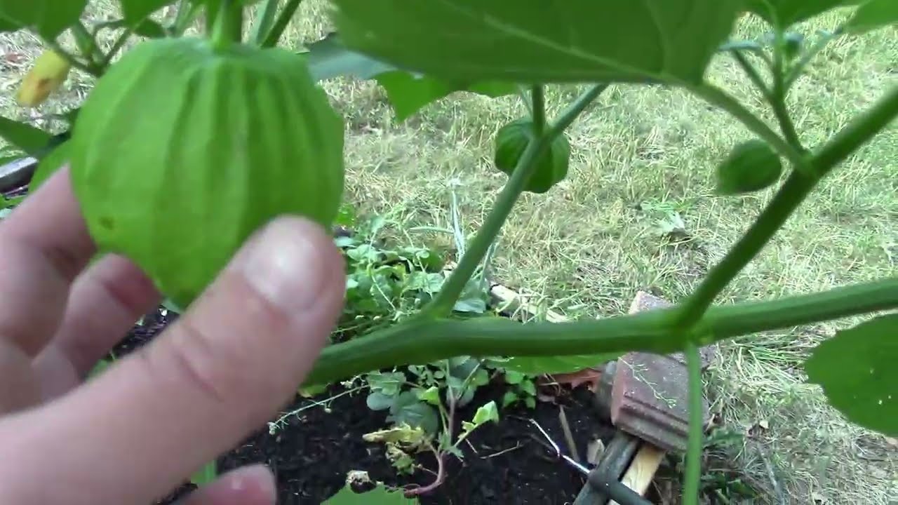 July 2024 Garden Tour