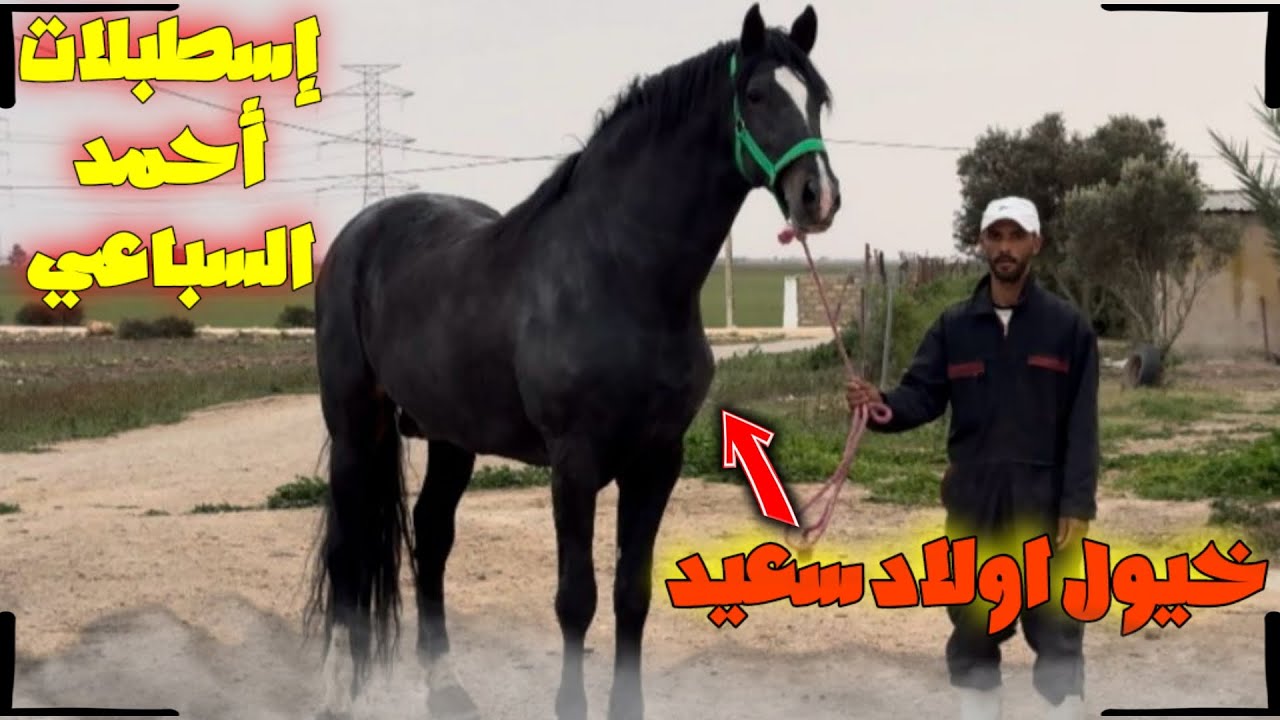 زيارة جد مشرفة من إسطبلات الأخ #أحمد_السباعي ،من المنطقة #ولادسعيد_الشاوية فرجة ممتعة🤲🥹