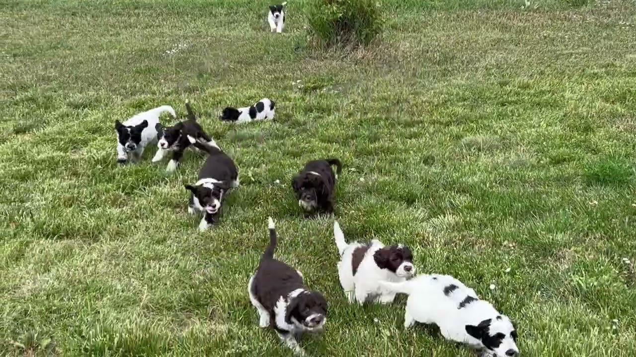 Colorado Trails Litter - 7 weeks old