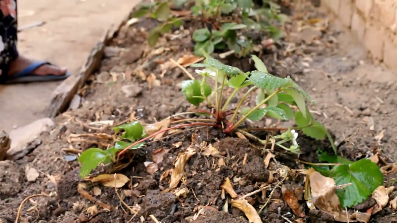 DORE UKO WAHINGA INKERI MU RUGO IWAWE