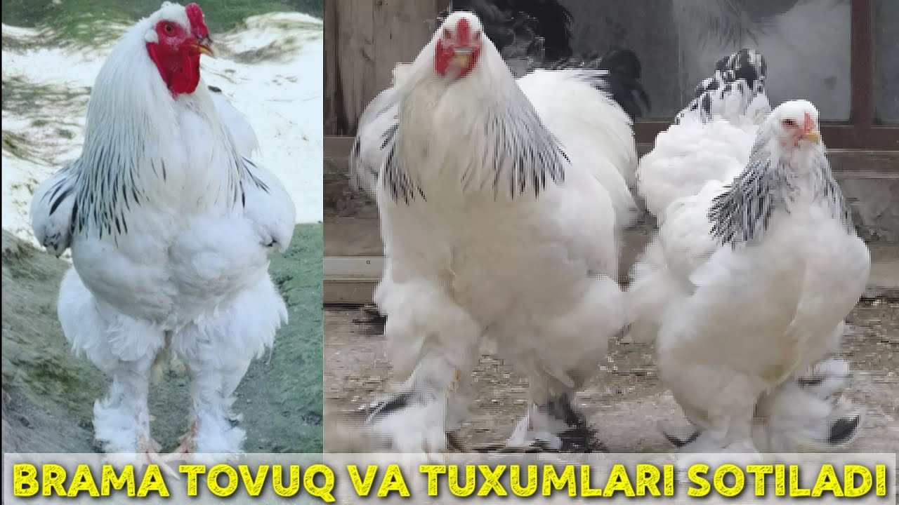 BRAMA TOVUQLARINI OʻZBEKISTON SHAROITIDA BOQIB KOʻPAYTIRISH SIRLARI