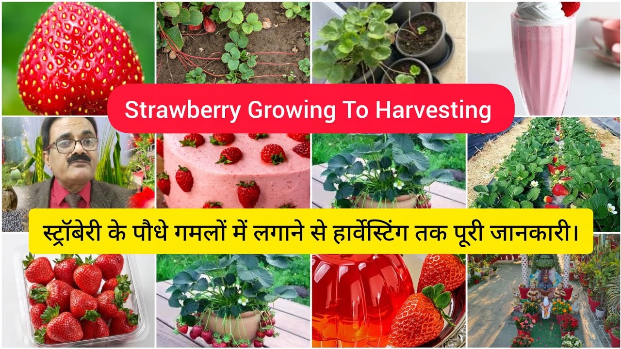 स्ट्रॉबेरी को उगाने से हार्वेस्टिंग तक का पूरा अपडेट। Strawberry Growing To Harvesting Full Update.