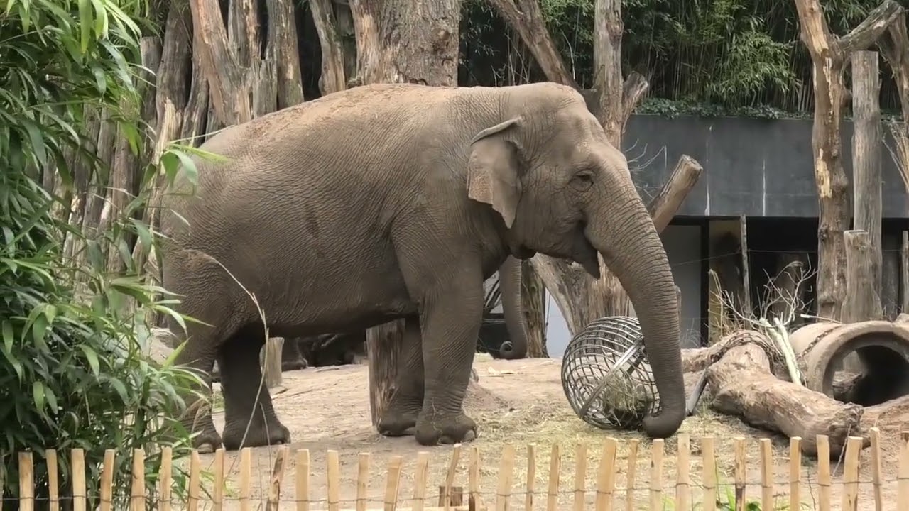 Dierenpark Amersfoort 2022