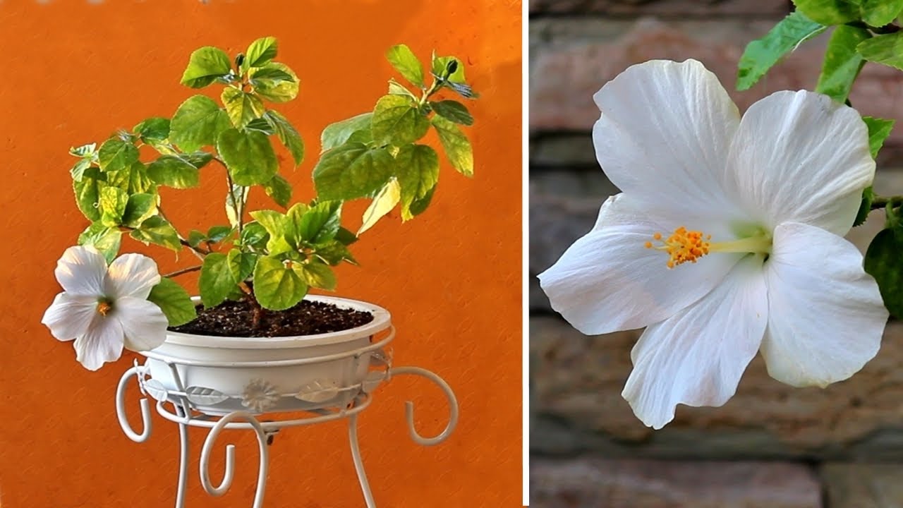 GREW Hibiscus In Bonsai Pot And THIS Happened!