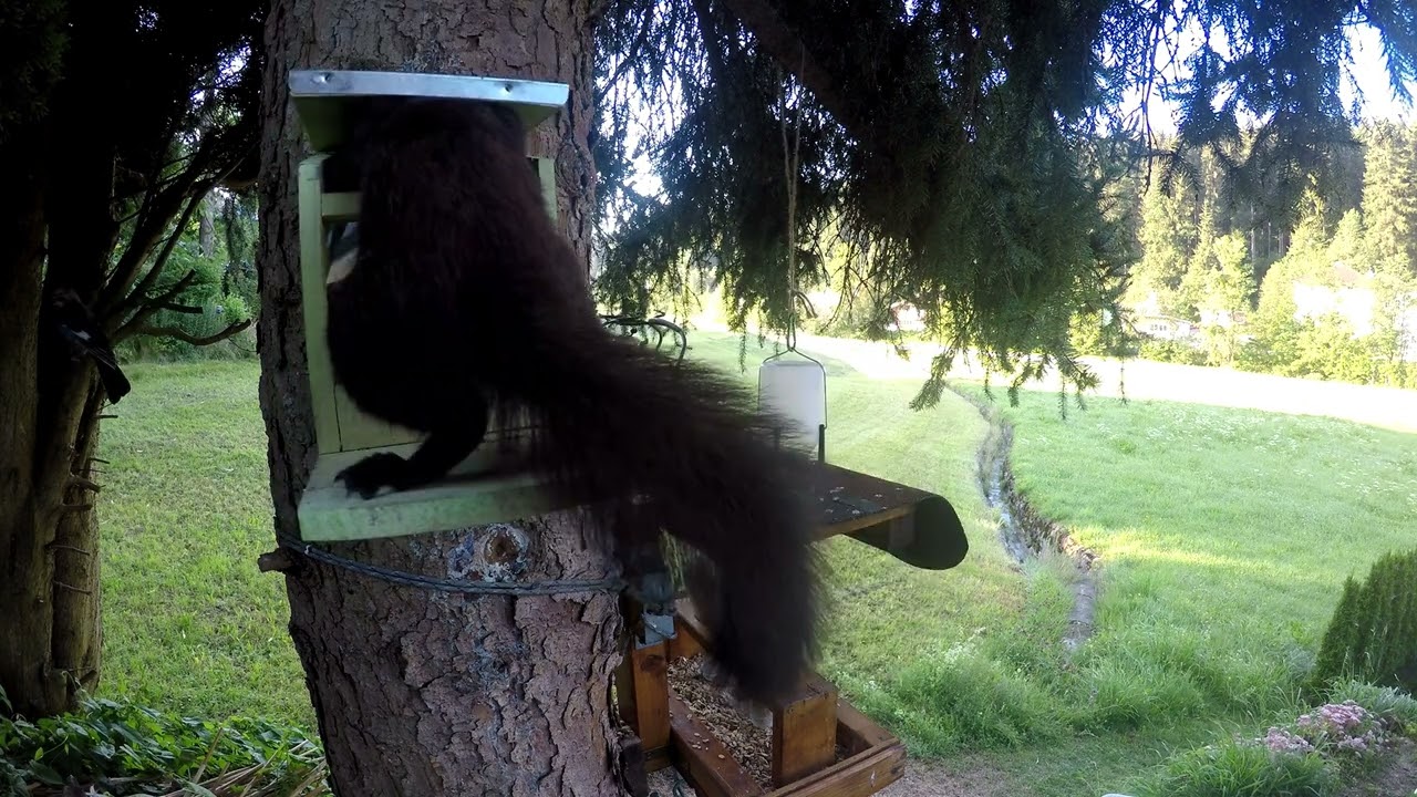 Eichhörnchen vs. Eichelhäher - sei nicht so schreckhaft!