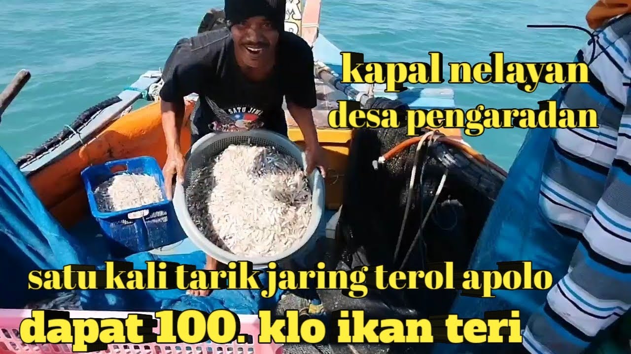 KAPAL BREBES JARING TROL APOLO SATU KALI TARIK DAPAT IKAN TERI