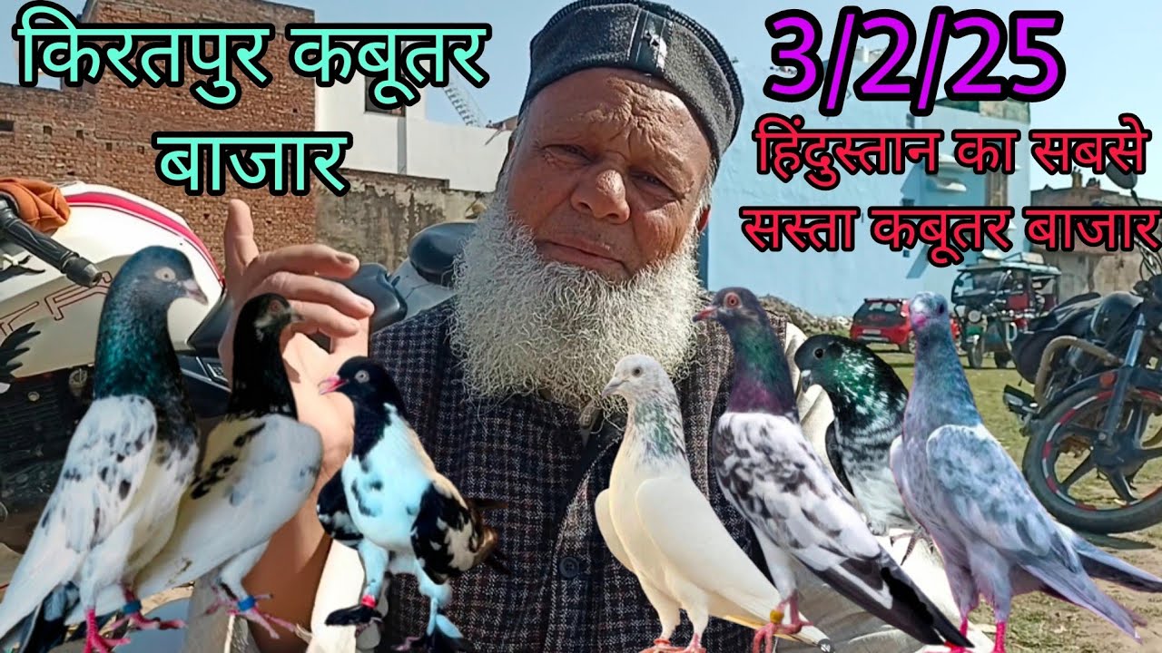 BIJNOR KA SABSE SASTA KABUTAR BAJAR KIRATPUR/किरतपुर कबूतर इतवार बाजार बिजनौर