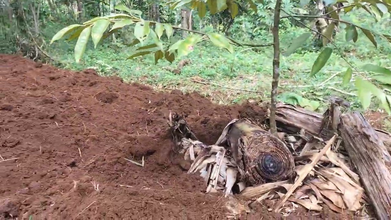 Cara pembenahan busut tanaman durian supaya cepet besar kawan