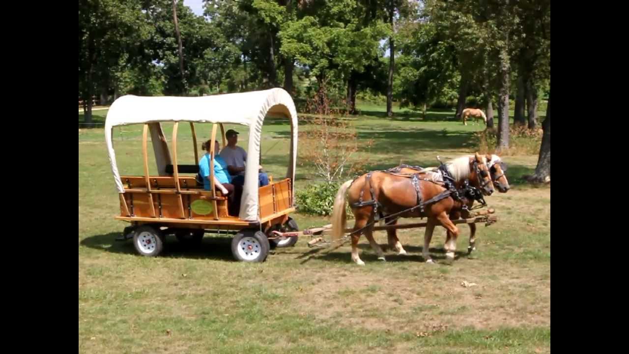 Haflinger Team of Mares- Shady Grove Haflingers