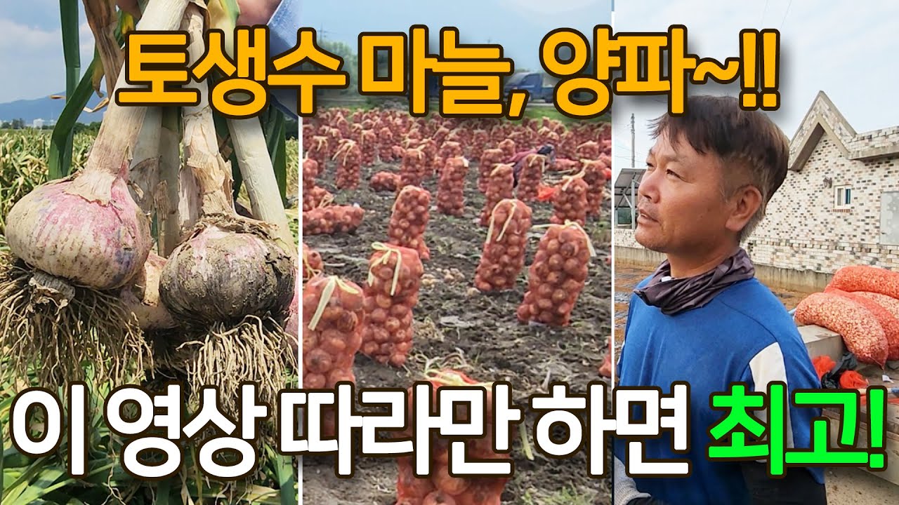 토생수 마늘, 양파 밭 만드는 법부터 침지 ~정식까지 구독자님들 문의가 많아 자세하게 영상으로 보여드립니다. 토양 개량의 좋은 점과 침지 효과까지..