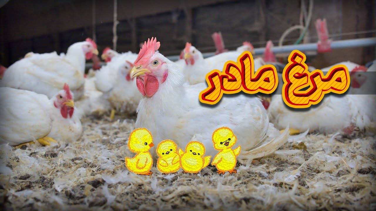 آشنایی مقدماتی با پرورش مرغ مادر گوشتی