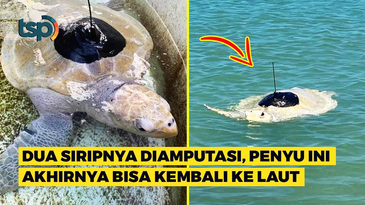 [ENG SUB] After a Double Flipper Amputation, this Turtle Finally Returned to the Sea