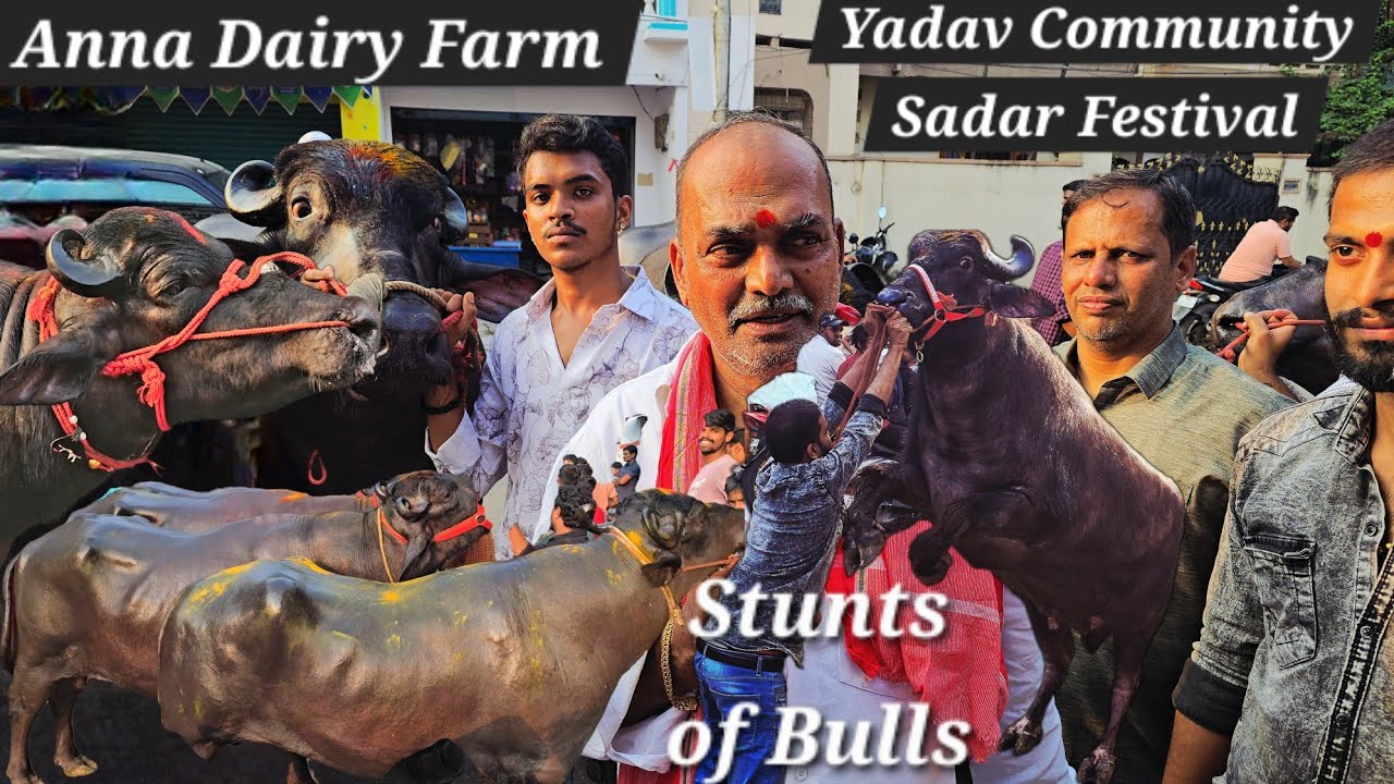 Upcoming Sadar festival 2025 murrah bulls of Anna Dairy Farm | Yadav community celebration in Hyd