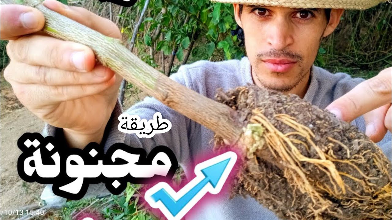 الترقيد الهوائي للأشجار المثمرة وتكثيرها