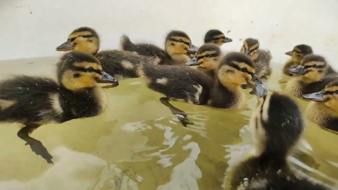 Kachna divok&aacute; s kachňaty [4K]🦆