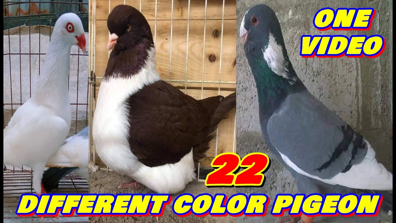 AMAZING TOP 10 FANCY PIGEON BREEDS VIDEO WITH STANDARD INFORMATION