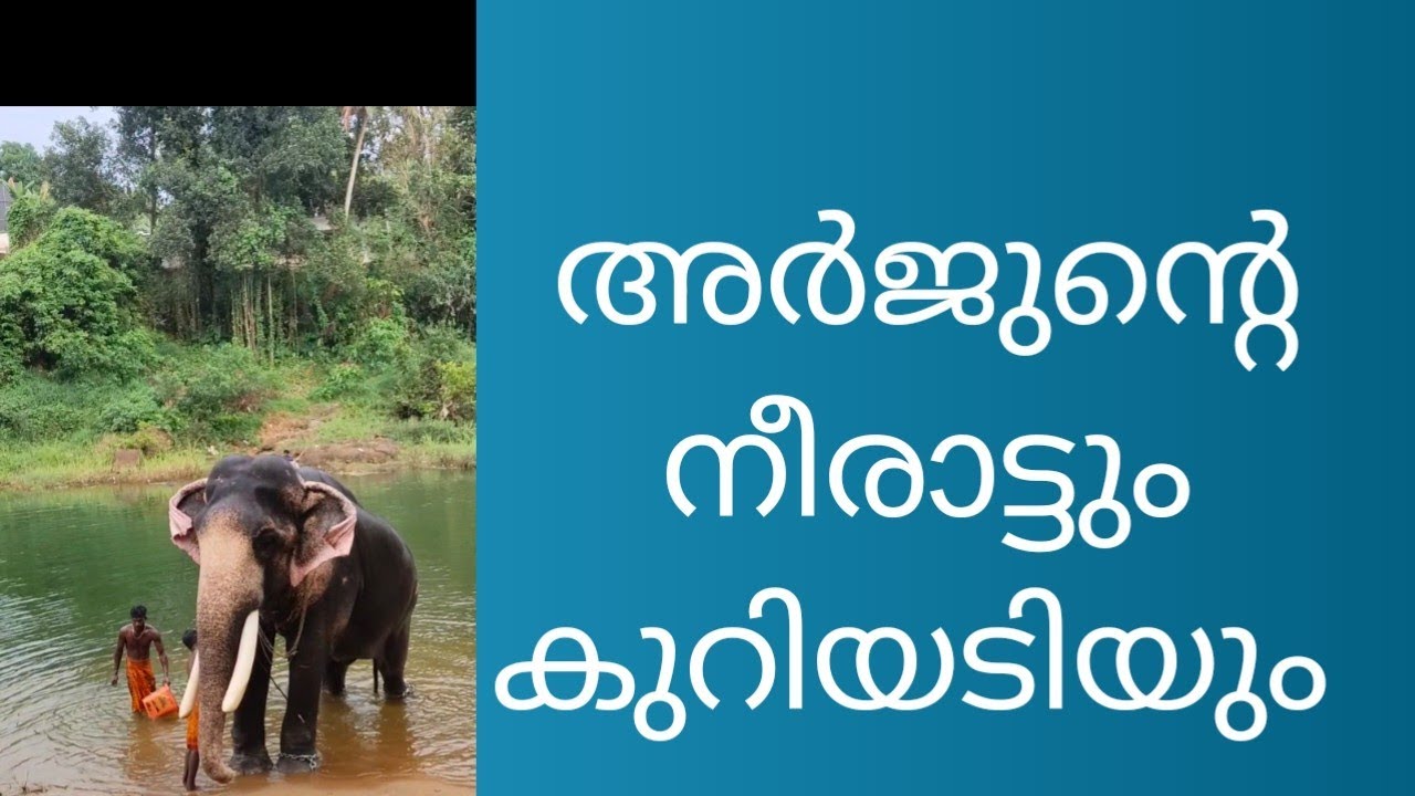പുത്തൻകുളം അർജുൻ❤️#elephant #uthsavam #anapremikal #subscribe