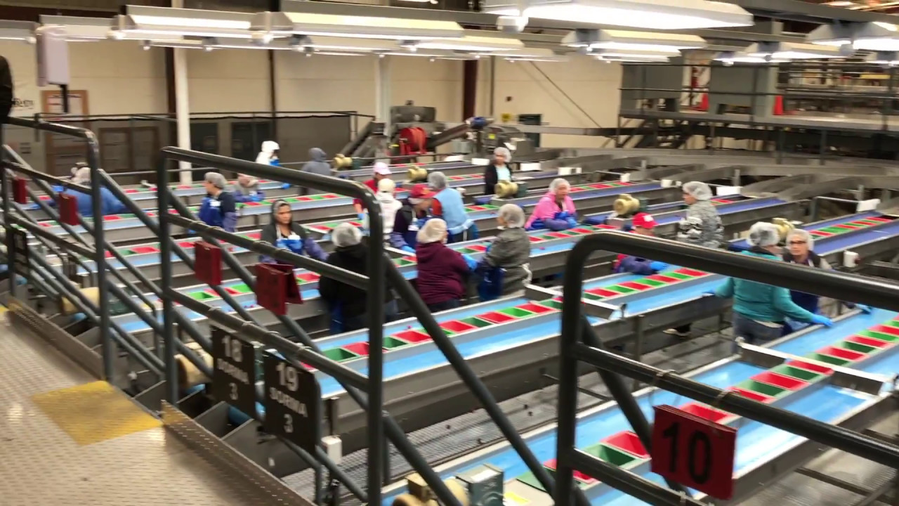 Cherry Processing - Stockton CA
