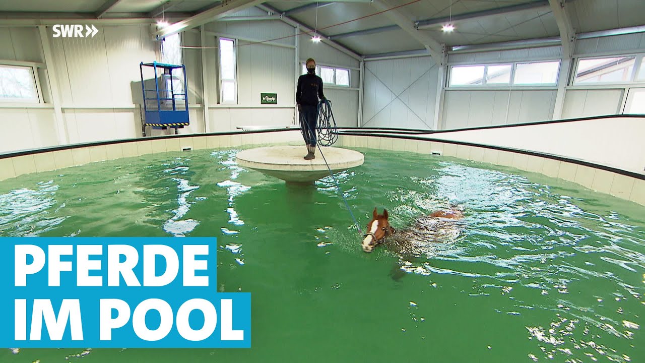 Ein Swimming-Pool nur für Pferde in Bingen