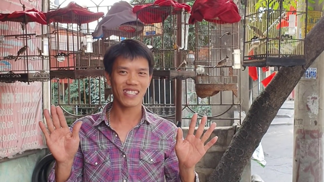 CÁCH CHỌN CHIM CHÀO MÀO ĐẤU HÓT ĐẠT CHUẨN 100% Cho người mới bắt đầu chơi CHIM.