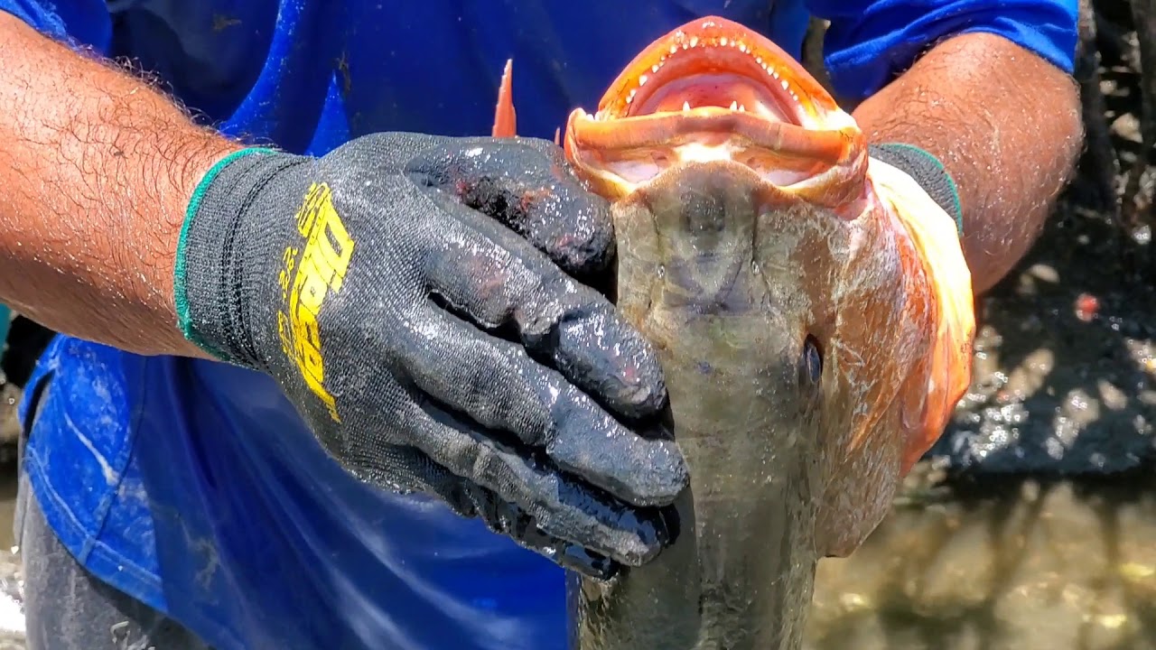 Pargos rojos agarrados con la mano en bajamar