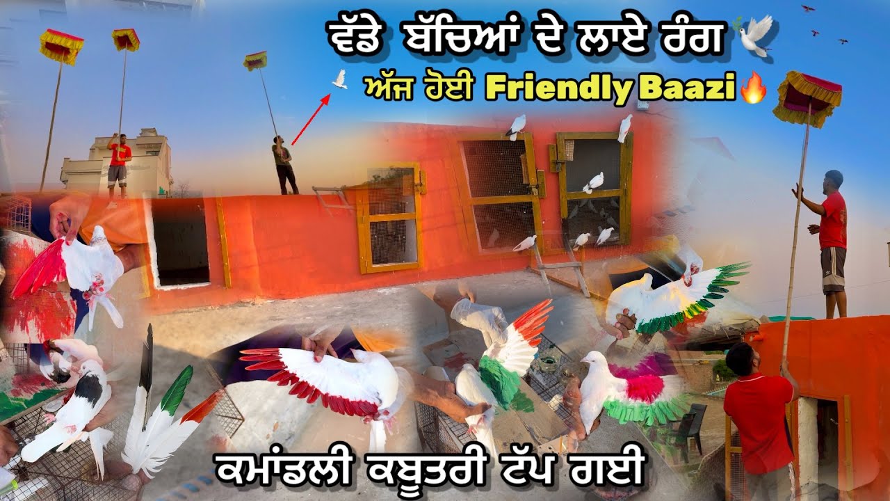 ਬਾਜੀ ਆਲੇ ਬੱਚਿਆਂ ਦੇ ਲਾਏ ਰੰਗ 🕊️|| ਕਮਾਂਡਲੀ ਕਬੂਤਰੀ ਟੱਪ ਗਈ 💔| Bazi Aale Kabutra De Laye Rang🔥| 