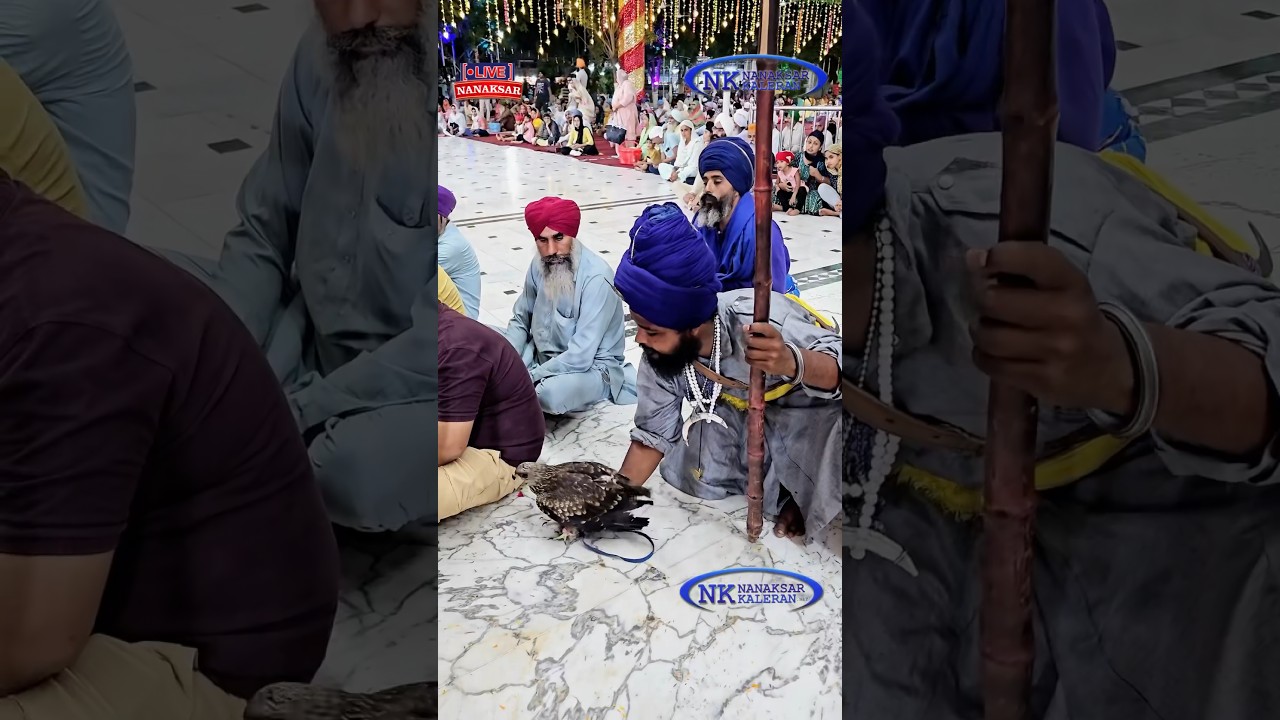 BAAZ 🦅🦅#nanaksarlive #nanaksarkaleran #viral #trending #video #like #subcribe