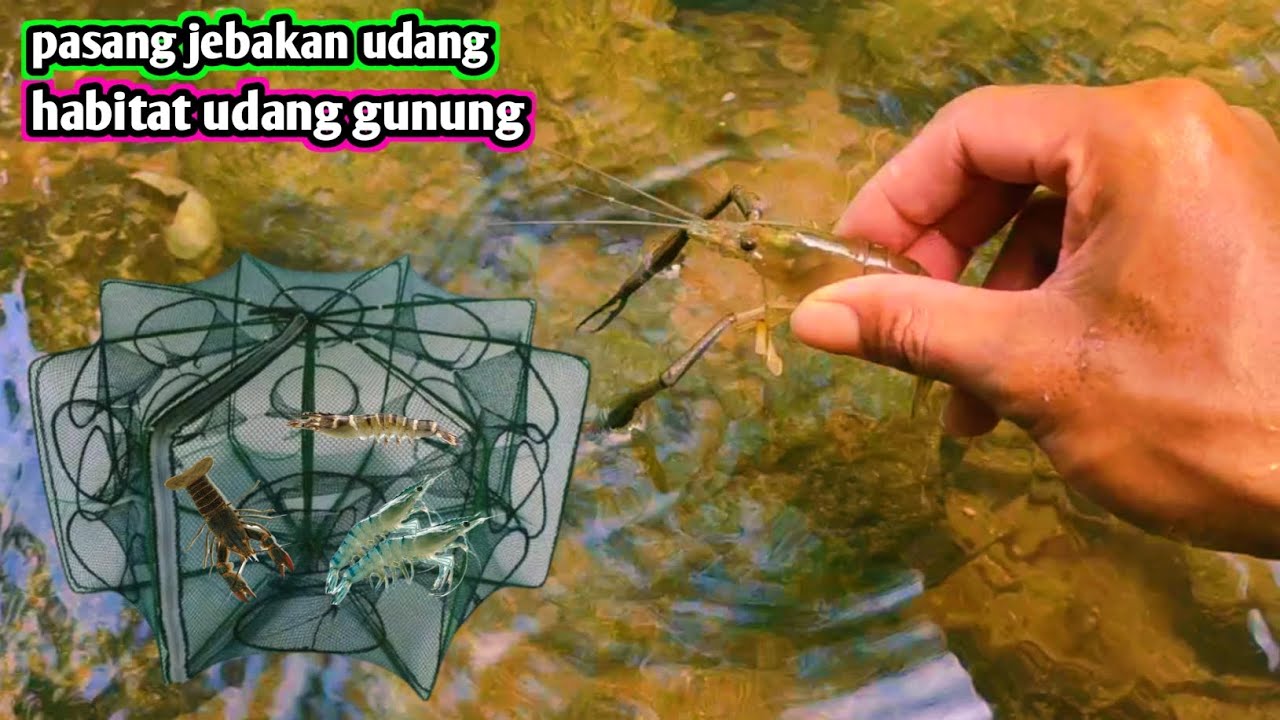 CEK JEBAKAN UDANG SETELAH 2 JAM DIALIRAN GUNUNG
