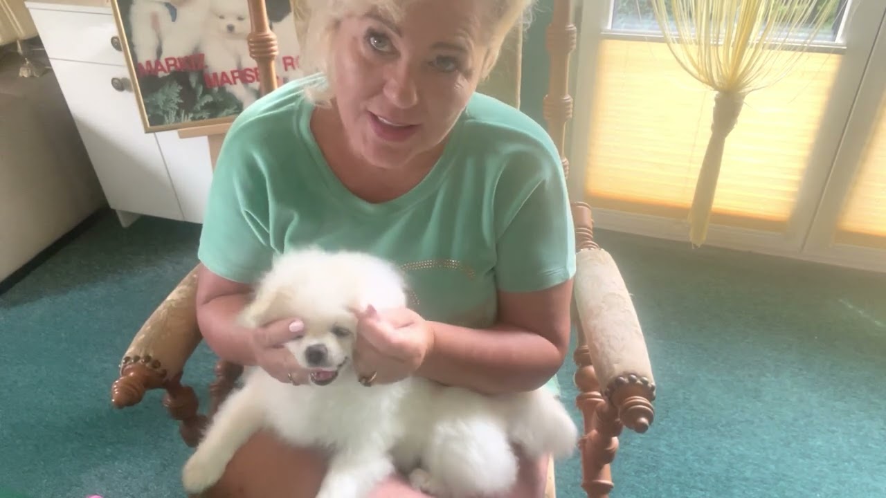 Szpic miniaturowy LOLA - 6,5 miesięcy, pielęgnacja szczeniaka🐻‍❄️