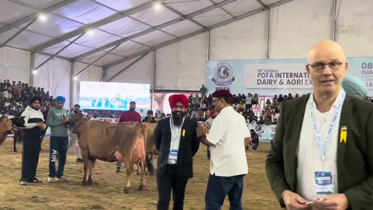 Pdfa dairy expo 2025 jersey cow milking (breed competition)