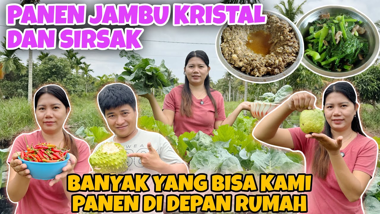 MASAK DAGING CINCANG KUKUS, LANJUT PANEN SAYUR KAILAN DAN CABE RAWIT