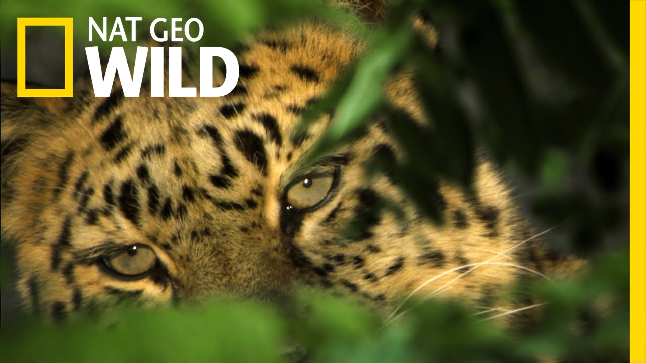 The Elusive Amur Leopard | The Forbidden River