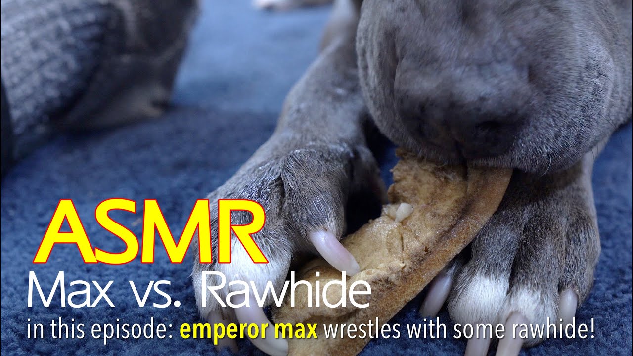 Max Vs. Rawhide | ASMR DOG EATING | No Talking