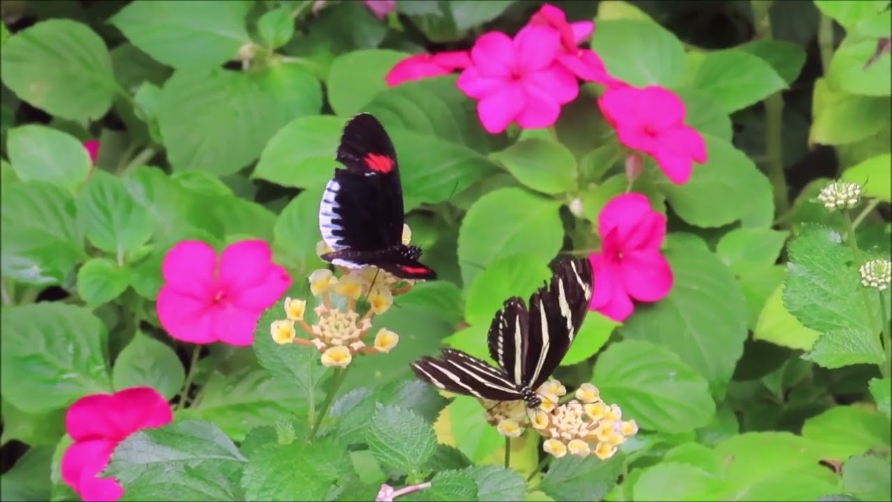 THE BUTTERFLY PLACE IN TYNGSBORO, MA
