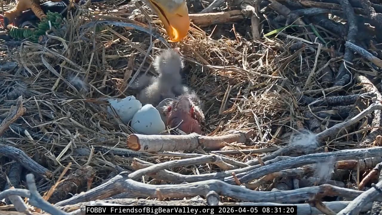 Two's company! Jackie and Shadow's second egg of 2026 hatches