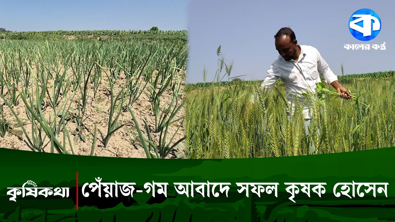 ফাক্রিকাটা চরে প্রথম বারের মতো পেঁয়াজ ও গম চাষ করে সফল কৃষক | Krishi Kotha | Kaler Kantho