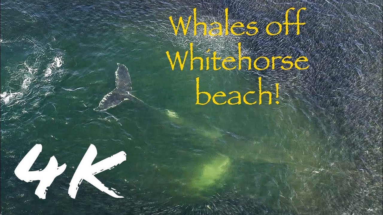 The Whales of White Horse Beach and Manomet point. Plymouth, Ma