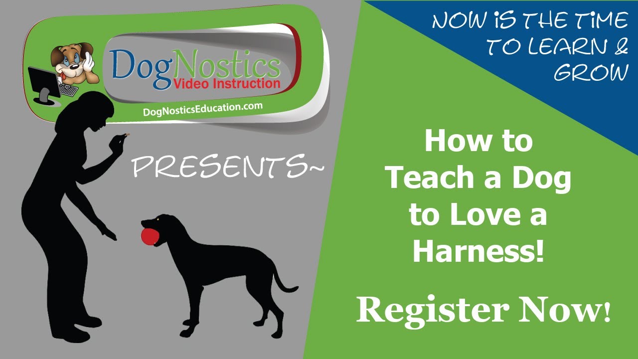 How to Teach a Dog to Love a Harness