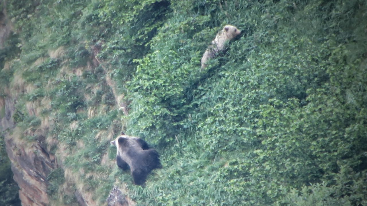 Accouplement d'Ours dans les Pyrénées Françaises, rencontre avec deux Ours adultes ! 2022