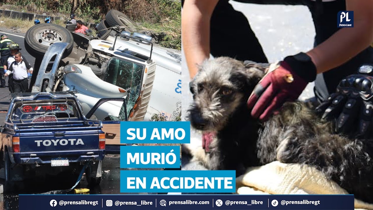 Perro es rescatado tras accidente en la Vuelta del Chilero; su amo murió al llegar al hospital