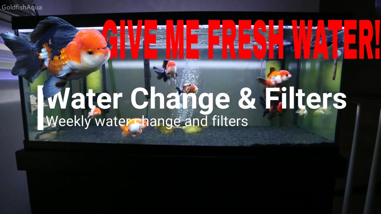 Goldfish Tank WATER CHANGE AND FILTERS