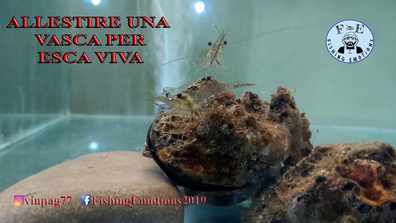 ALLESTIRE UNA VASCA PER IL VIVO - GAMBERETTI-CEFALOTTI..NON RESTA CHE CATTURARE UNA BELLA SPIGOLA 👍