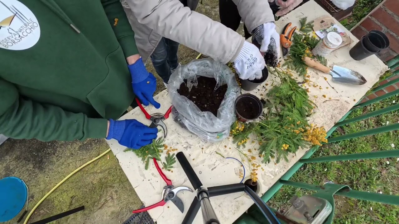 Talee di Mimosa . 8 Marzo per non perdere i fiori di mimosa e farli tornare alberi.