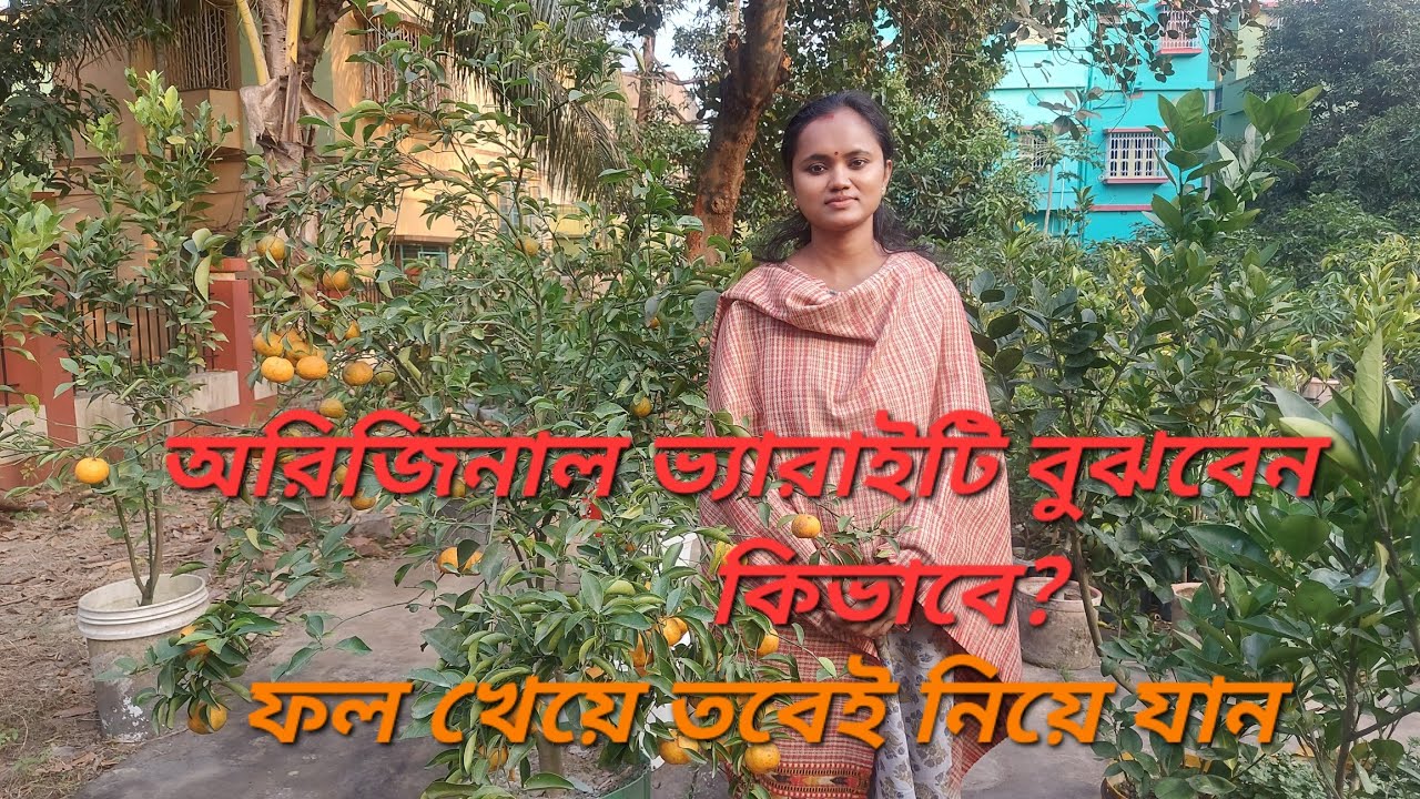 Swabhumi nursery। ফল এবং ফুল গাছের বিশ্বস্ত নার্সারি।।