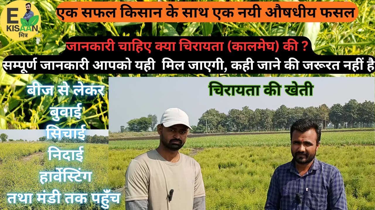 चिरायता ( कालमेघ ) खेती की A to Z जानकारी । Chirayta ki kheti kaise karen #chirayata @e_kisaan #yt 